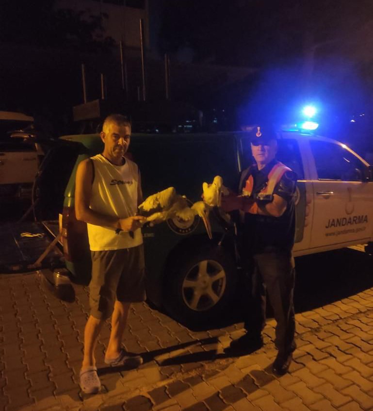 TEKİRDAĞ’IN ÇORLU İLÇESİNDE YARALI HALDE BULUNAN 3 LEYLEK, JANDARMA EKİPLERİNCE
