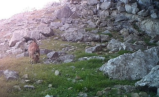 DAĞ YAMAÇLARINA TIRMANAN YAVRU YABAN KEÇİLERİ, DOĞA KORUMA VE MİLLİ