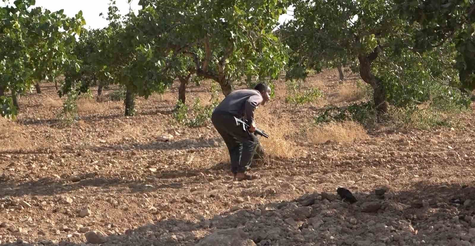 GAZİANTEP’TE ‘YEŞİL ALTIN’ DİYE TABİR EDİLEN FISTIĞIN HASADI BAŞLARKEN, BEKÇİLER