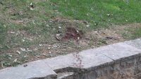 Ünlü oyuncu Seda Fettahoğlu, Beyoğlu’ndaki bir parkta ölü bulundu. Oyuncunun