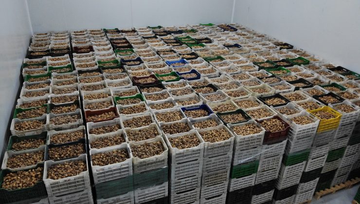 TARİŞ kuru incir fiyatlarını güncelledi