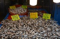 Bandırma’da balık tezgâhlarında ucuzluk