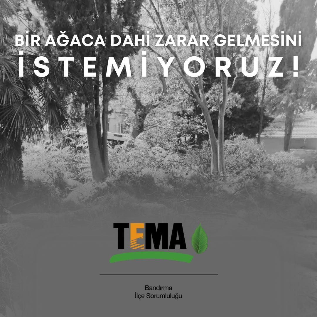 Uğur: “Ağaç kesimlerinin yapıldığı alanlarla ilgili şikâyette bulunduk” Son dönemde Bandırma’da yapılan ağaç kesimlerine karşı doğaseverler tarafından tepkiler