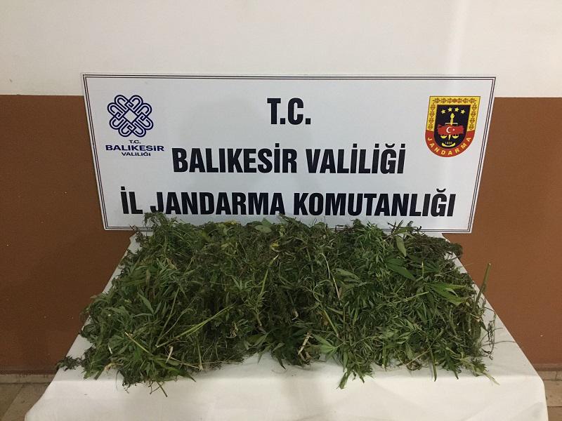 Manyas’ta kamu arazisine kenevir ekerek uyuşturucu ticareti yaptığı tespit edilen