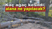 Eski Şehit Mehmet Gönenç Lisesi’nin yanında bulunan arsadaki ağaçların kesilmesi