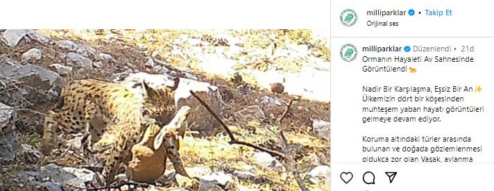 NESLİ TÜKENME TEHTİDİ ALTINDAKİ VAŞAK, AVLADIĞI AVIYLA DOĞA KORUMA VE