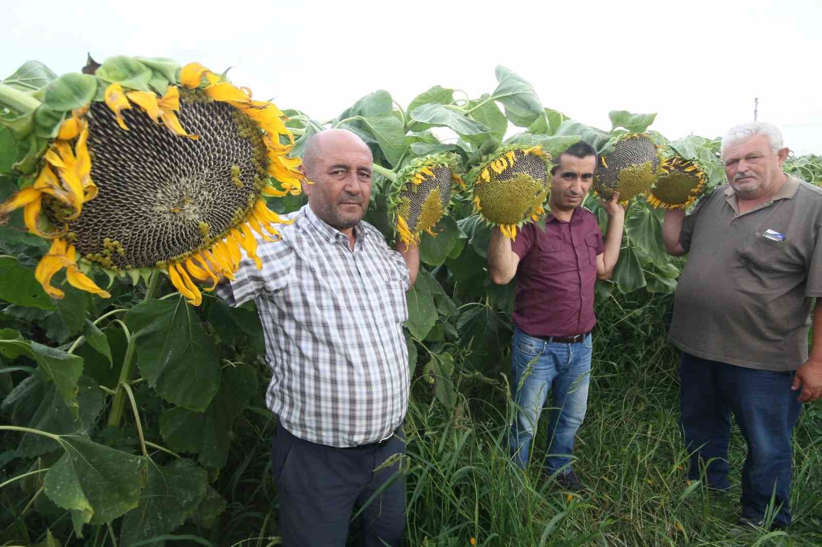 AY ÇEKİRDEĞİ ÇİFTÇİNİN YÜZÜNÜ GÜLDÜRECEK