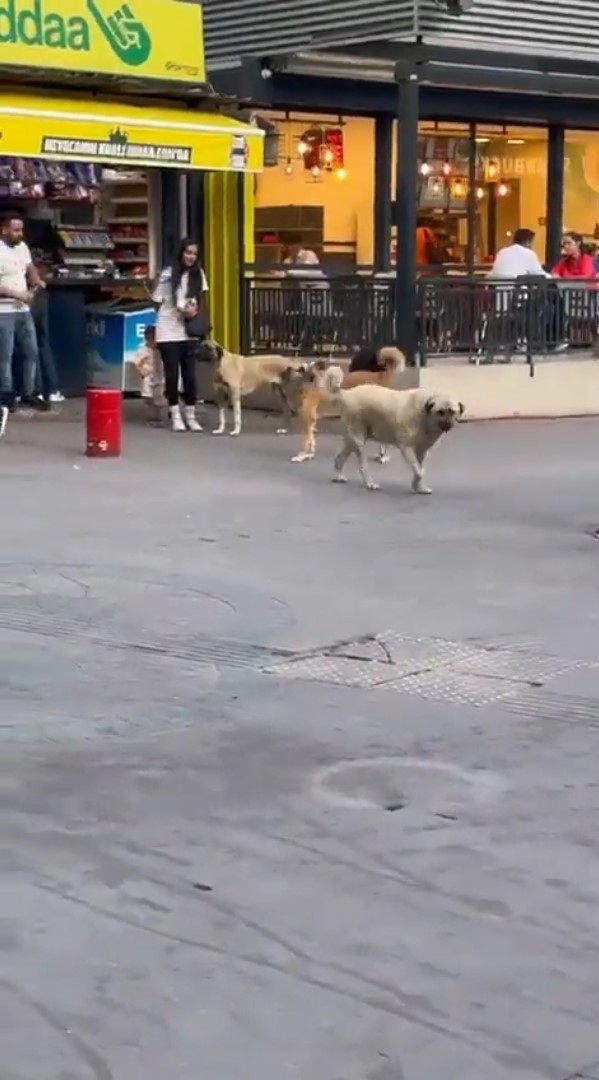 ANKARA’DA BAŞIBOŞ SOKAK KÖPEKLERİ, KÜÇÜK ÇOCUĞU OLAN BİR KADININ ETRAFINI