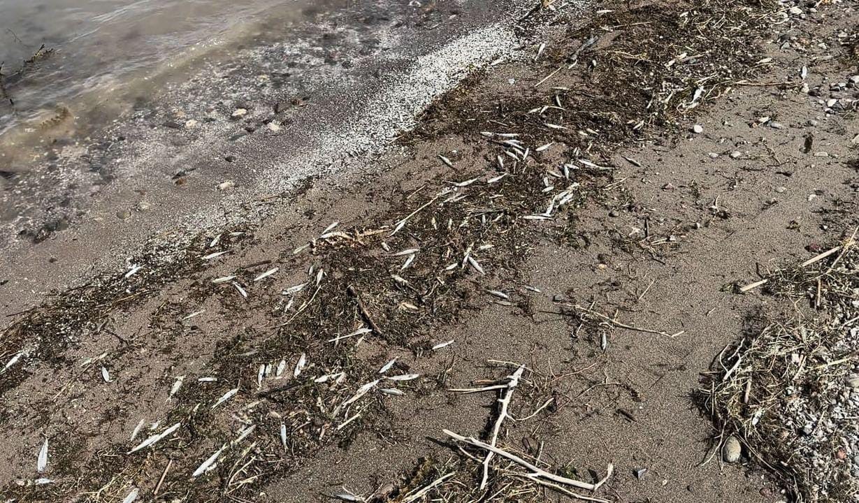 Binlerce ölü balık kıyıya vurdu TUNCELİ’NİN ÇEMİŞGEZEK İLÇESİNDE BARAJ GÖLÜ KIYISINA VURAN BİNLERCE ÖLÜ