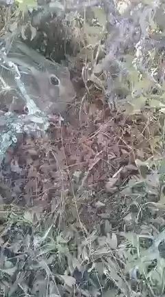 ELAZIĞ’DA KEÇİLERİNİ OTLATAN BİR ÇOBAN, AĞAÇLIK ALANA GİZLENMİŞ TAVŞANI GÖRDÜ.