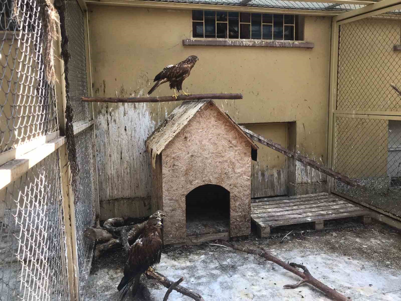 ANKARA ÜNİVERSİTESİ VETERİNER FAKÜLTESİ HAYVAN HASTANESİ YABAN HAYVANLARI BİRİMİ, DOĞADA