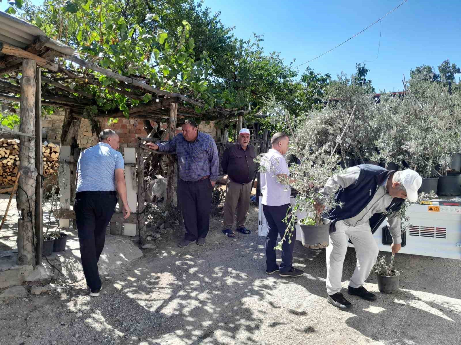 BALIKESİR’İN EDREMİT İLÇESİNDEN GÖNDERİLEN 250 ADET ZEYTİN FİDANI ASIRLARCA KÖK