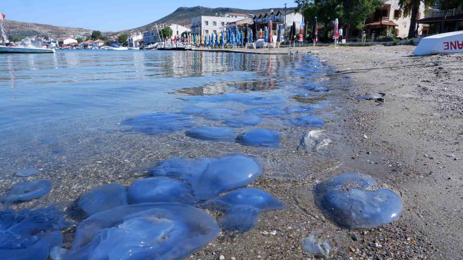 İZMİR'İN FOÇA İLÇESİNDE SON İKİ AYDIR SAHİLLERİ İSTİLA EDEN DENİZANALARI
