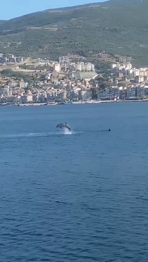 Gemlik Körfezi’nde yunusların şovu izleyenleri büyüledi GEMLİK KÖRFEZİ’NDE ZAMAN ZAMAN ORTAYA ÇIKAN YUNUS BALIKLARI BU SABAHTA