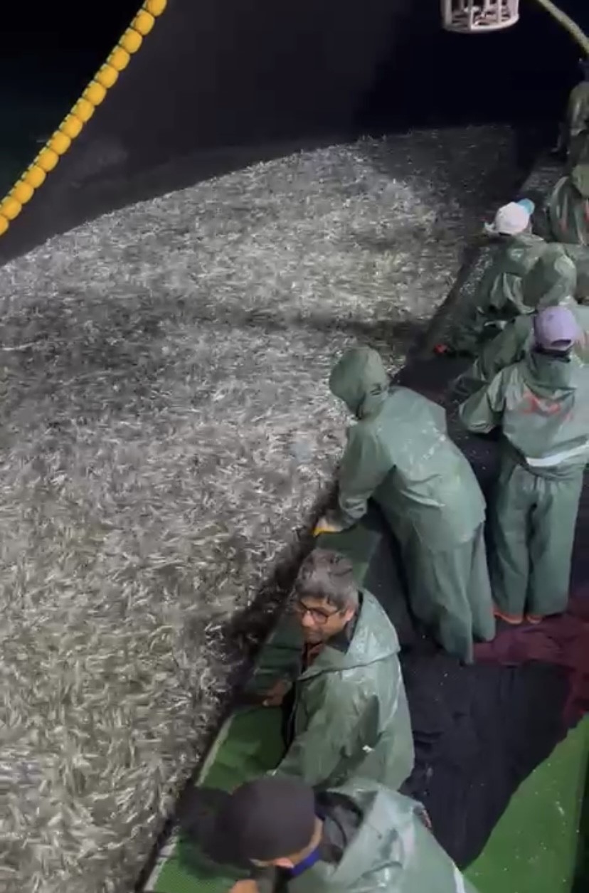 Gırgır teknesi Bozcaada açıklarında 75 ton sardalya yakaladı ÇANAKKALE’DE 1 EYLÜL İTİBARİYLE YENİ AV SEZONU BAŞLADI. YAKLAŞIK BİR