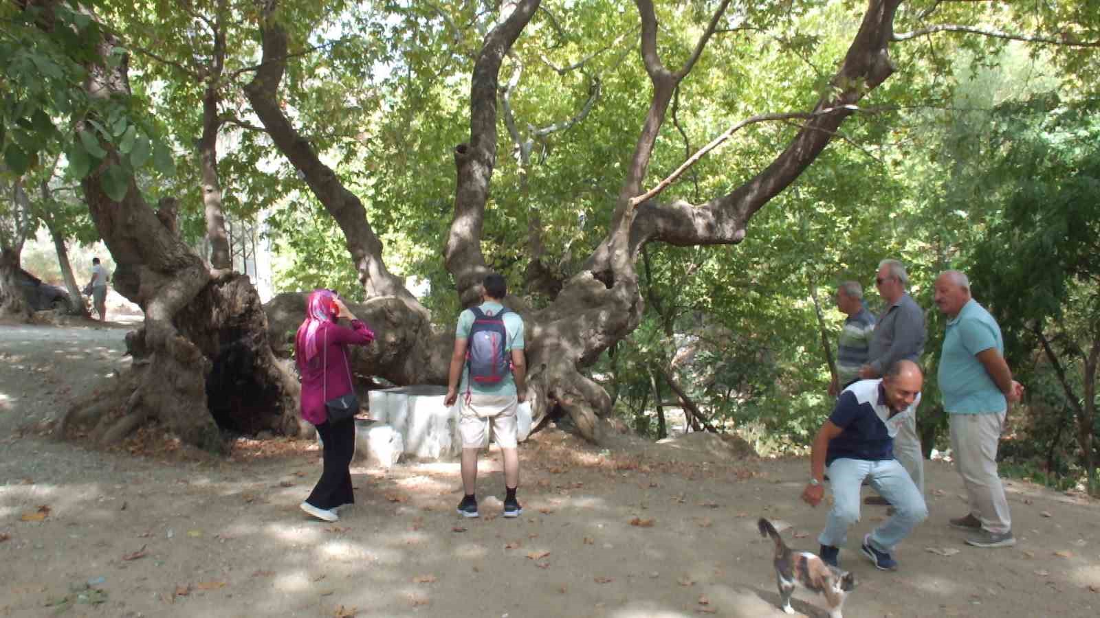 Kazdağında 750 yıllık çınar ağacı ilgi odağı oldu ÇINARI İZLEYENLER