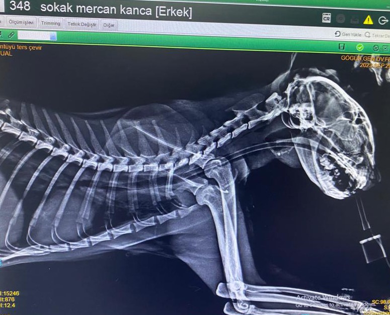 Kedinin boğazından üç olta kancası çıktı ZONGULDAK'TA BİR SOKAK KEDİSİNİN BOĞAZINDAN ÜÇ OLTA KANCASI ÇIKTI. AMELİYATA