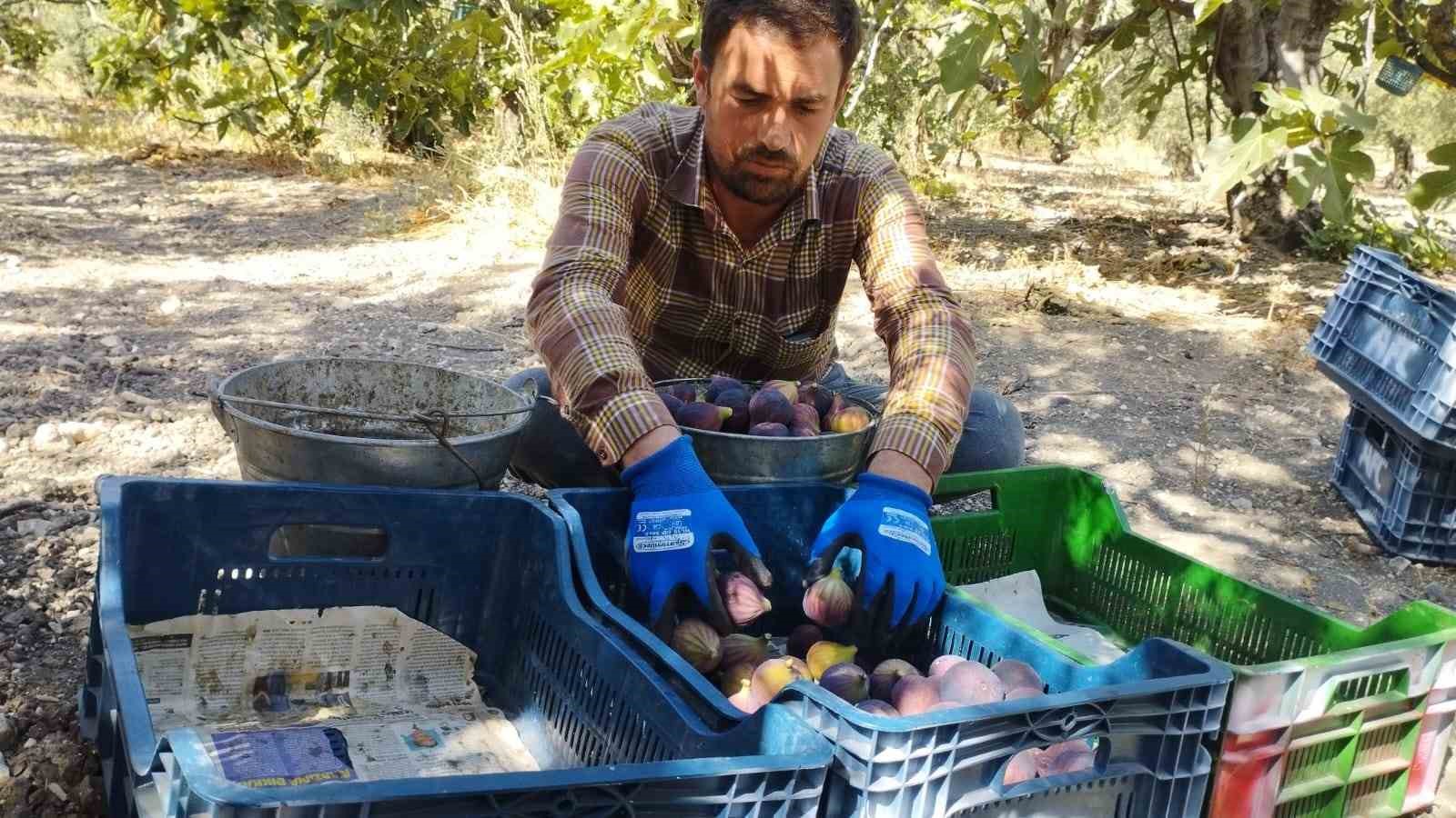 Kraliçe incirinde fiyat oyunu BURSA'DA SEZON BAŞINDA KİLOSU 100 LİRAYA KADAR ÇIKAN SİYAH İNCİRİN