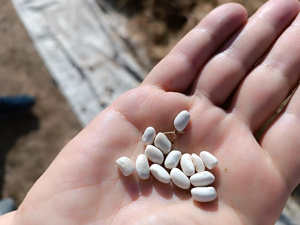 Kuru fasulyenin sofralara yolculuğu traktörle ezilerek başladı BULDAN’IN YÜKSEK KESİMLERİNDE ÜRETİLEN VE LEZZETİNE DOYUM OLMAYAN KURU FASULYELER