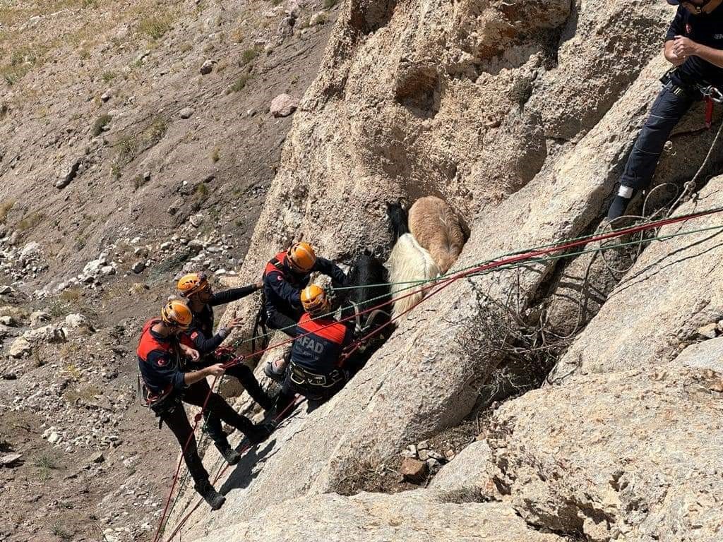 Keçi kurtarma operasyonu VAN'IN İPEKYOLU İLÇESİ KIRSALINDA DAĞDA MAHSUR KALAN 6 KEÇİ,