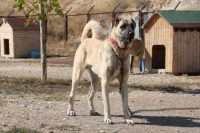 Anadolu Aslanı olarak da bilinen kangal köpekleri dolandırıcıların yeni kozu
