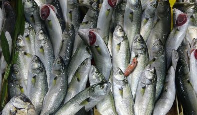 Denizlerin prensi ’lüfer’ yarı yarıya ucuzladı