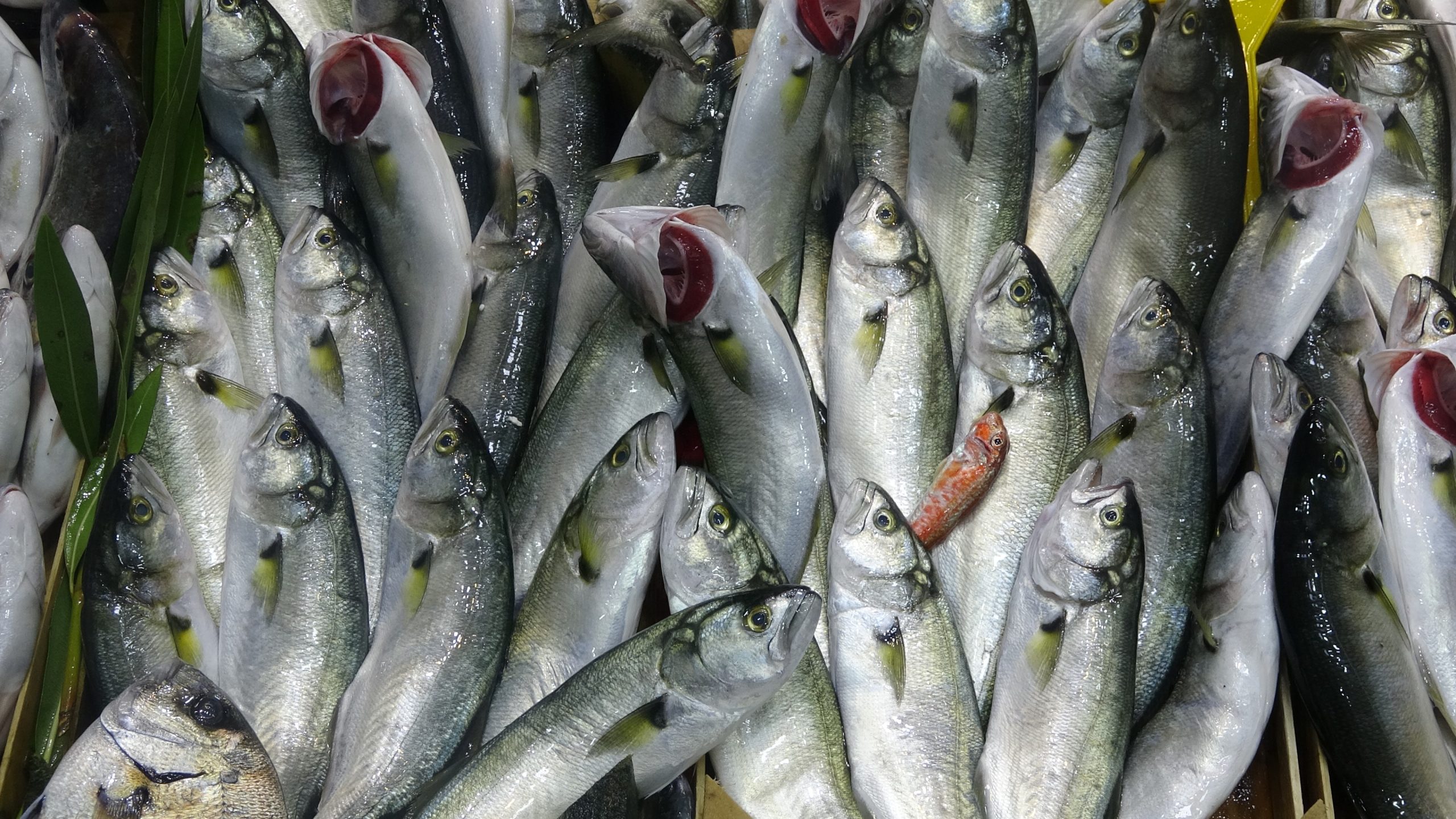 Çanakkale’de av sezonunun açılmasıyla