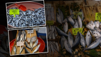 Bandırma’da bu hafta en çok çıkan balık lüfer ve hamsi
