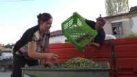 Burhaniye’de yeşil zeytin alımı başladı