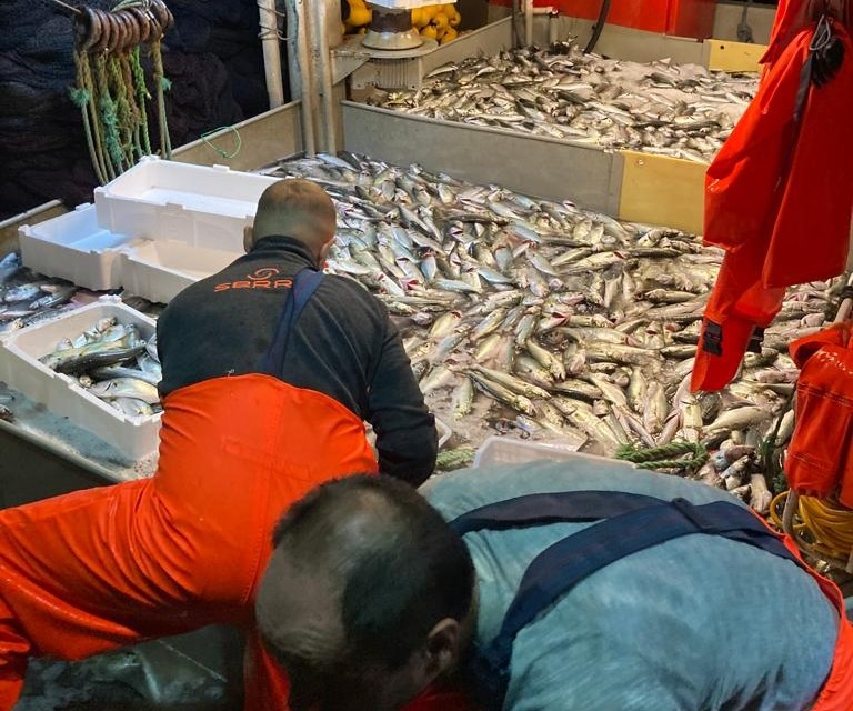 Erdek’te lüfer bolluğu Erdek’te tekneyle denize açılan balıkçılar, Erdek Körfezi’nde 10 bin lüfer
