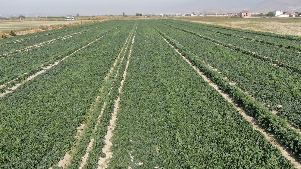 Türkiye’nin ıspanak deposunda hasat zamanı: Tarlada 4, pazarda 20 TL İzmir’in Menemen ilçesinde binlerce dönüm tarlada ekili erkenci ıspanağın hasadı