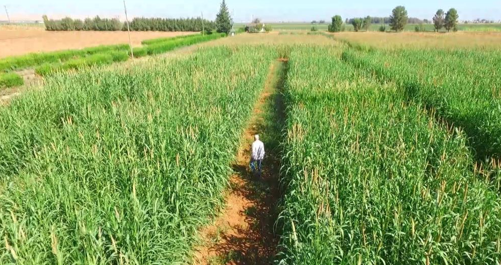 Kuraklığa ve sıcağa dayanıklı inci darısı Şanlıurfa’da alternatif ürün oluyor Şanlıurfa’da sıcaklığa ve kuraklığa dayanıklı, yüksek ot verimine sahip yem