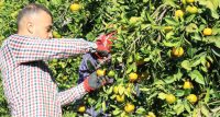 Narenciye üretiminde önemli bir yere sahip Mersin’de geçen yıla oranla