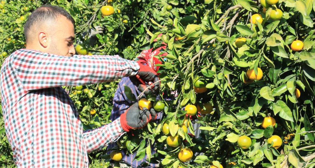 Mandalinada bu yıl verim yüksek, fiyat ucuz Narenciye üretiminde önemli bir yere sahip Mersin’de geçen yıla oranla