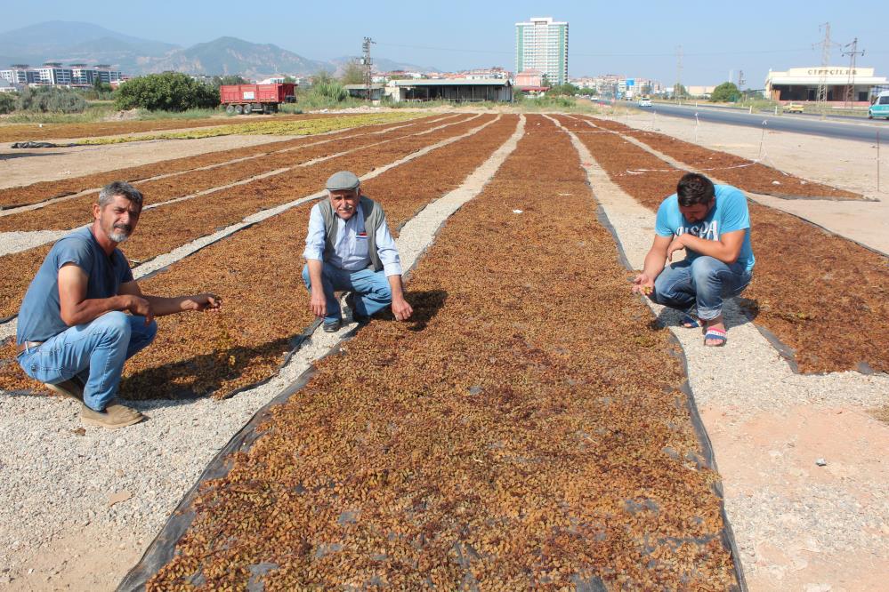 TARİŞ Üzüm Birliği kuru üzüm alım fiyatlarını artırdı TARİŞ Üzüm Birliği Yönetim Kurulu Başkanı Ali Rıza Türker yaptığı