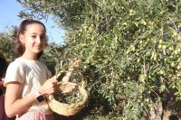 Depremin vurduğu Hatay’da zeytin hasadı başladı. Asrın felaketinin yerle bir
