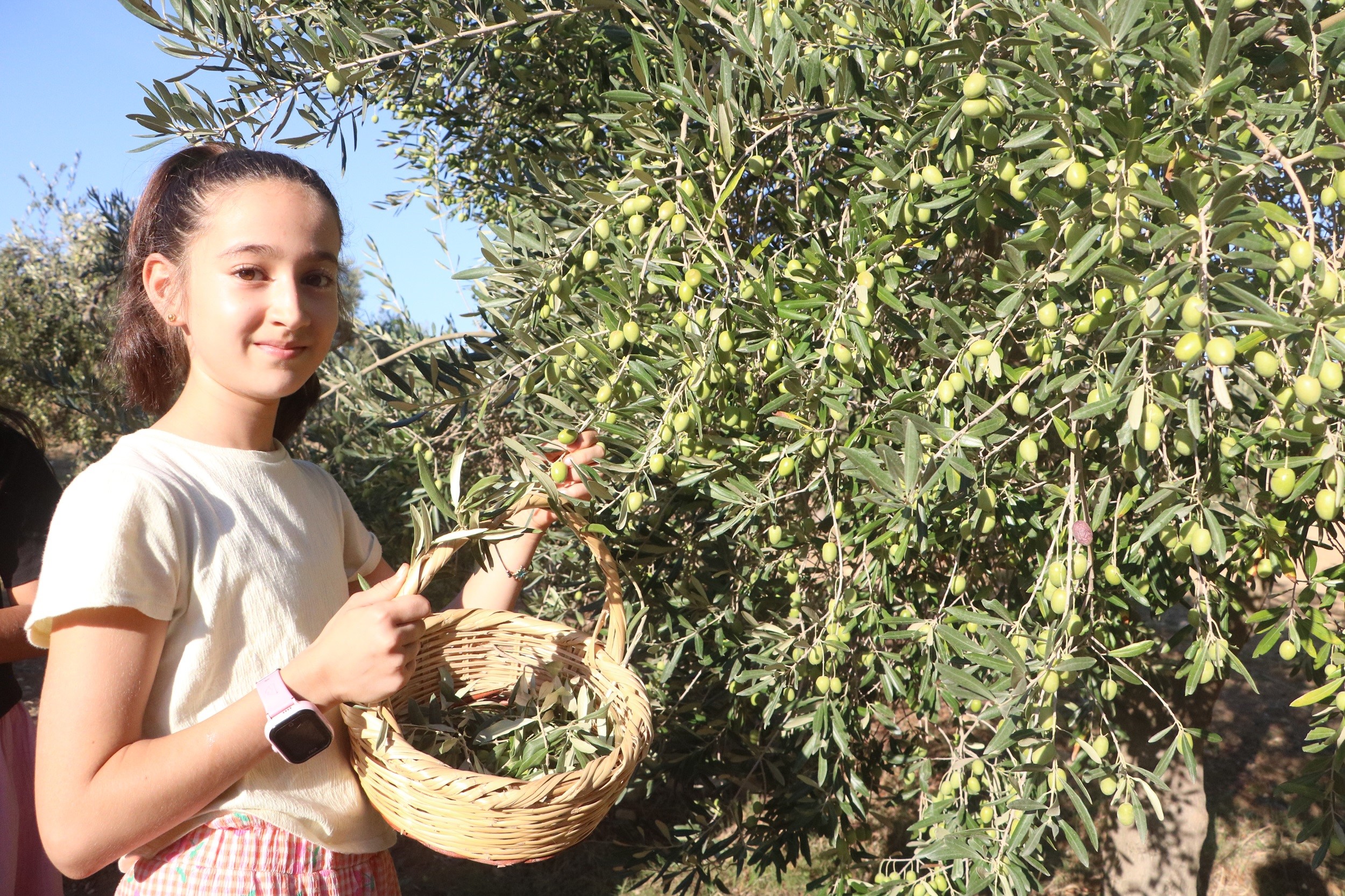 Zeytinde rekolte geçen yıla oranla düştü Depremin vurduğu Hatay’da zeytin hasadı başladı. Asrın felaketinin yerle bir