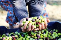 14 milyon zeytin ağacıyla Türkiye’nin en büyük zeytin üretim merkezlerinden