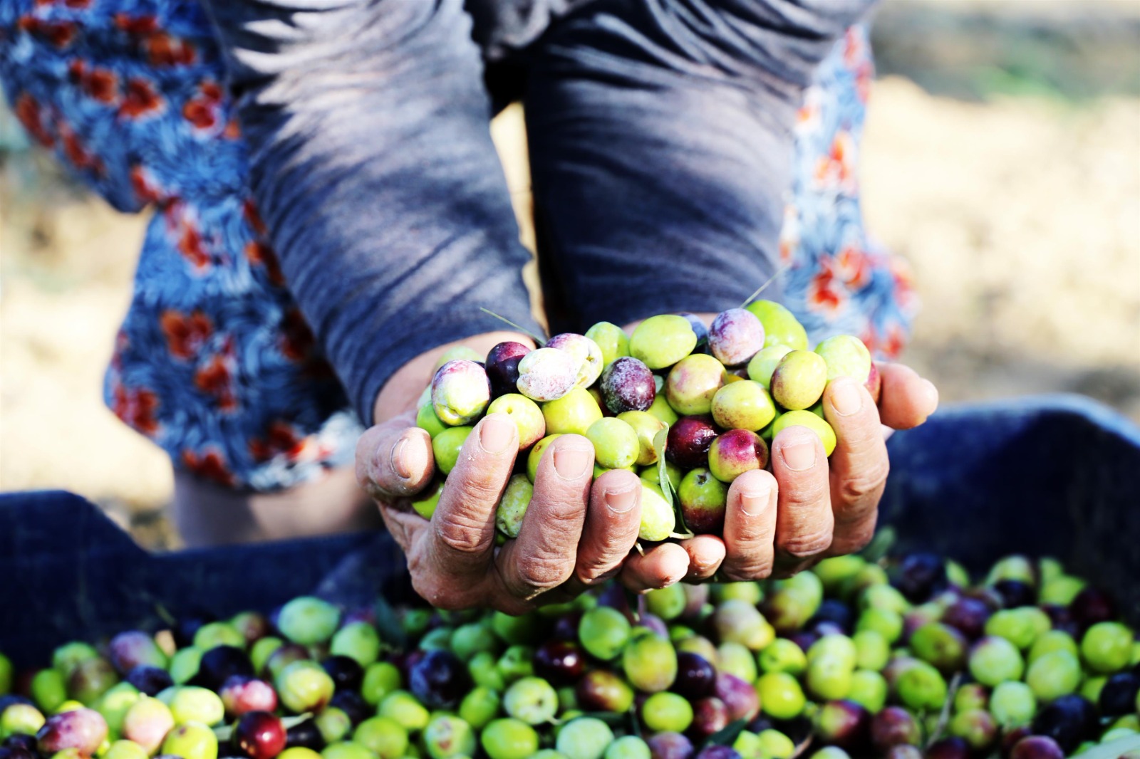 14 milyon zeytin ağacıyla Türkiye’nin en büyük zeytin üretim merkezlerinden