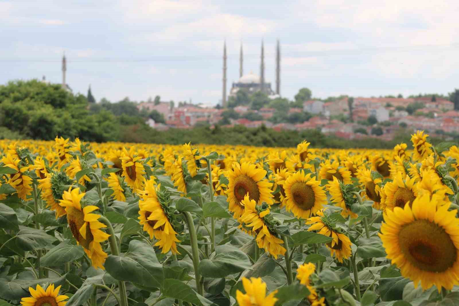Aşırı sıcaklar ve kuraklık ayçiçeğini vurdu TRAKYA'DA AYÇİÇEĞİ HASADININ YÜZDE 90 SEVİYELERİNDE TAMAMLANDIĞINI SÖYLEYEN TRAKYA BİRLİK