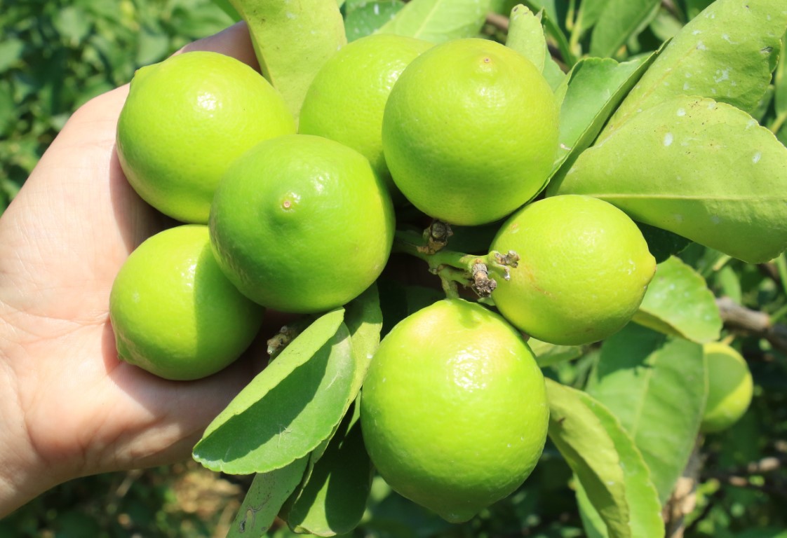 Bu limon ’yeşil limon’ fiyatı: 40 TL, diğerleri 3 TL Türkiye’nin üretim merkezlerinden Mersin’de birçok limon çeşidi bu sene 3-4