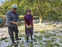 BALIKESİR’DE YILLANMIŞ BAHÇELERİN YANI SIRA SON YILLARDA ARTAN CEVİZ BAHÇELERİYLE