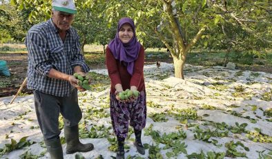 Balıkesir’de ceviz hasadı başladı