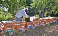 BALIKESİR’İN BAL ŞEHRİ OLDUĞU TESCİLLENDİ