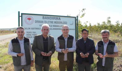 Bandırma’da ceviz hasadı, köylünün yüzünü güldürdü