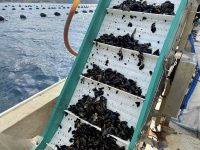 BANDIRMA'DA MİDYE HASADI YAPILDI