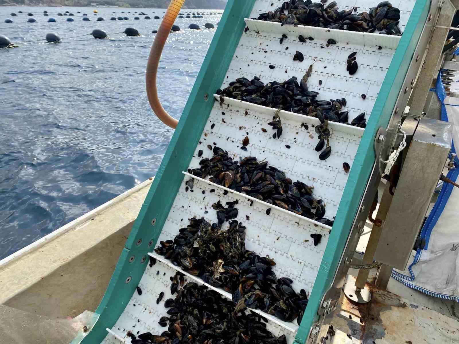 BANDIRMA'DA MİDYE HASADI YAPILDI