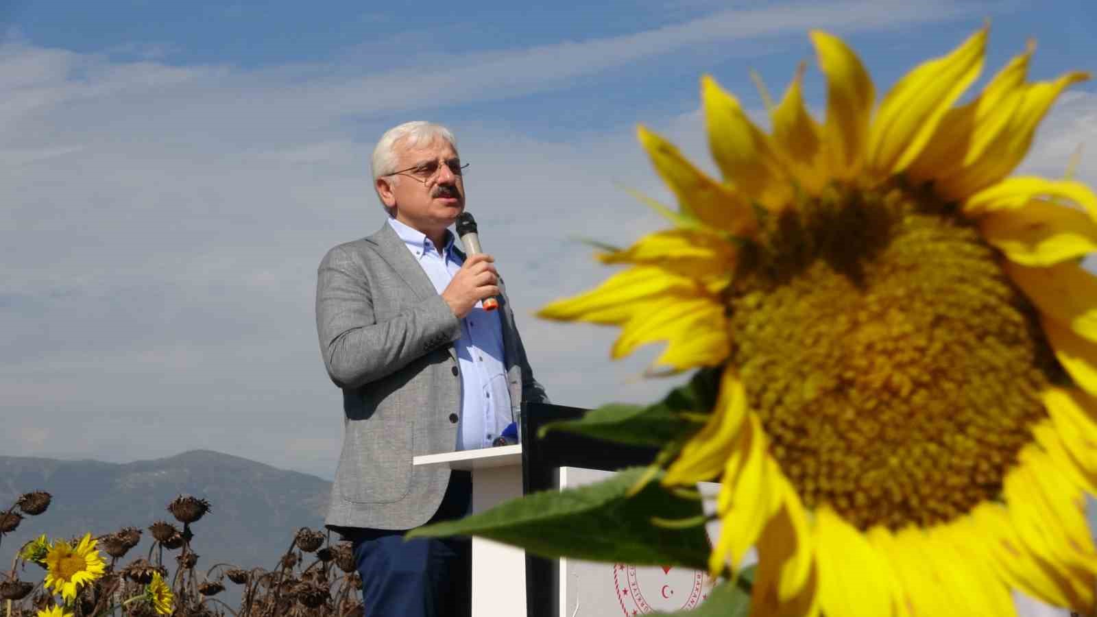 Bolu’nun yeni gözdesi ‘yağlık ayçiçeği’, 3 yılda üretim 2 katına çıktı BOLU’DA SON 3 YILDA EKİM KAPASİTESİ 2 KATINA ÇIKAN ‘YAĞLIK