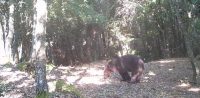 Çanakkale’de boz ayı görüntülendi