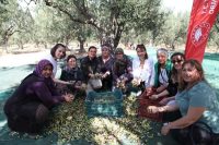 ÇANAKKALE'NİN EZİNE İLÇESİNE BAĞLI GÖKÇEBAYIR KÖYÜNDE ZEYTİN HASAT ŞENLİĞİ DÜZENLENDİ.